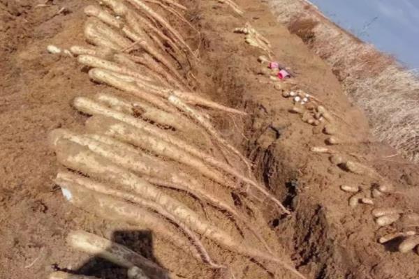 土壤中有什么植物,有花生、土豆等
