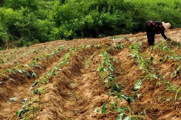 土壤中有什么植物,有花生、土豆等