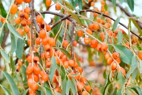 土壤中有什么植物,有花生、土豆等