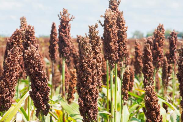 土壤中有什么植物,有花生、土豆等