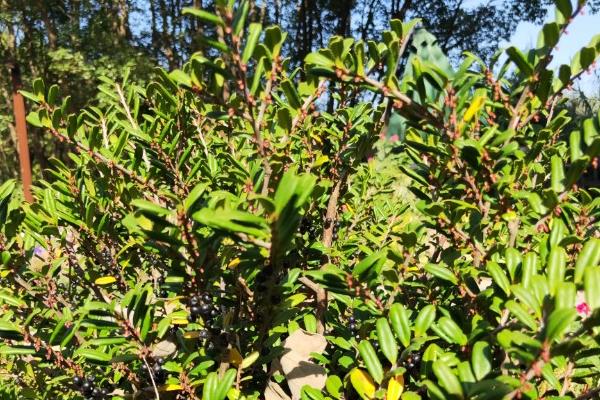 土壤中有什么植物,有花生、土豆等