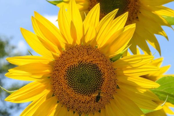 土壤中有什么植物,有花生、土豆等