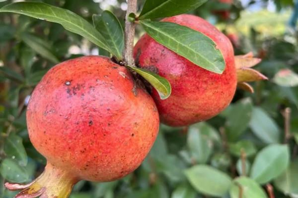 土壤中有什么植物,有花生、土豆等