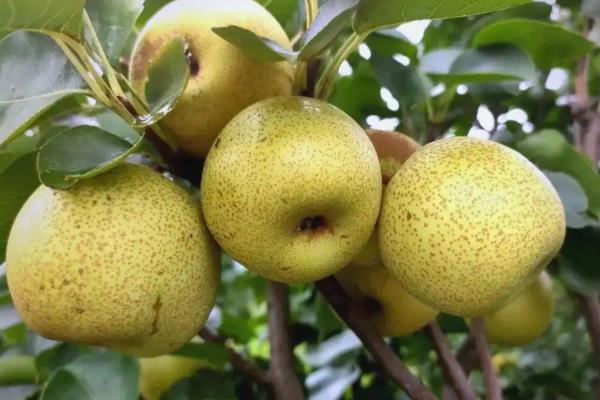 土壤中有什么植物,有花生、土豆等