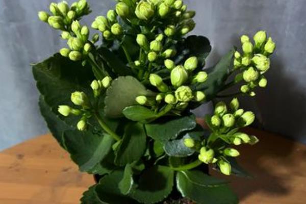 长寿花叶子发黄如何处理，过度浇水需放在通风处蒸发水分