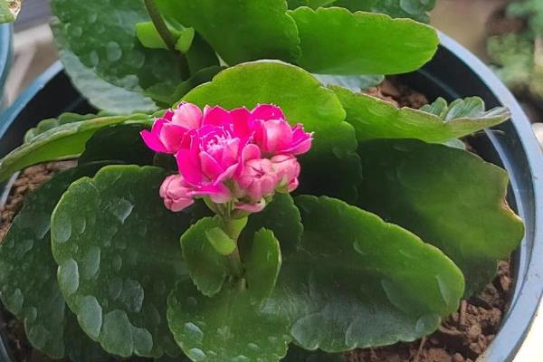 长寿花叶子发黄如何处理，过度浇水需放在通风处蒸发水分