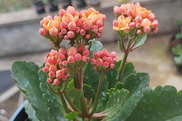 长寿花叶子发黄如何处理，过度浇水需放在通风处蒸发水分