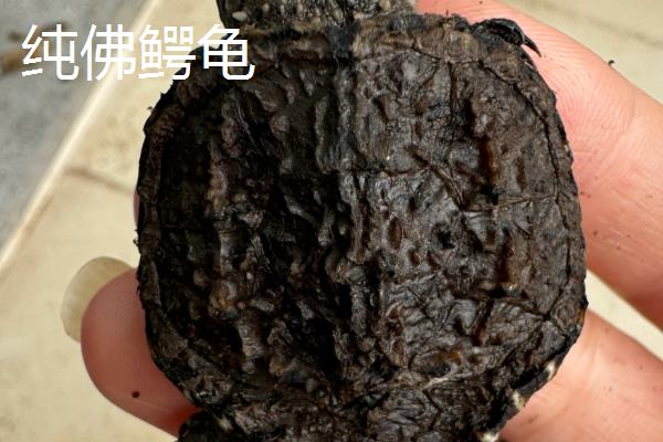 纯佛鳄龟与杂佛鳄龟有什么区别，前者背甲呈长椭圆形、后者背甲呈扇形