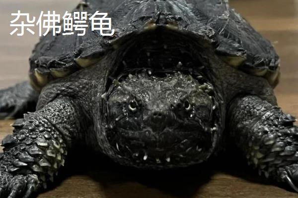 纯佛鳄龟与杂佛鳄龟有什么区别，前者背甲呈长椭圆形、后者背甲呈扇形