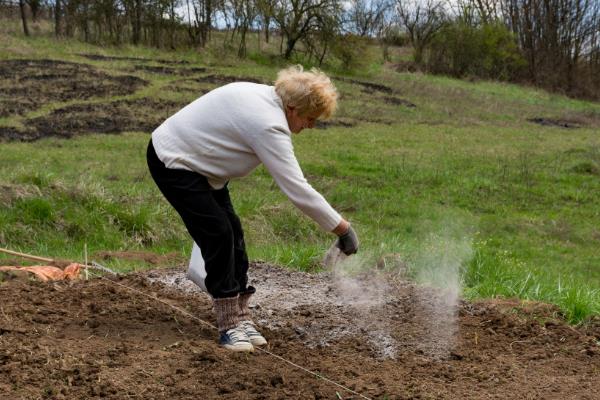 油麦菜的种植要点，定植时把株距保持在20厘米