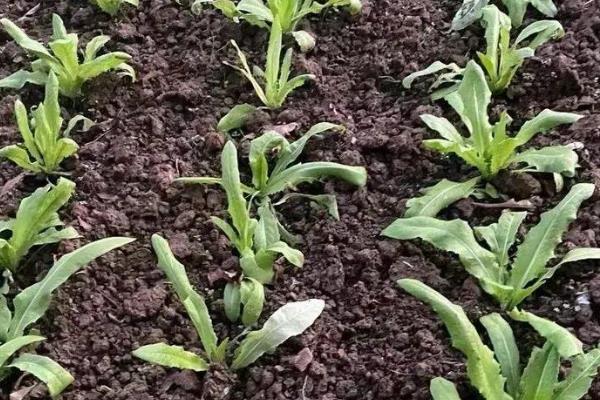 油麦菜的种植要点，定植时把株距保持在20厘米