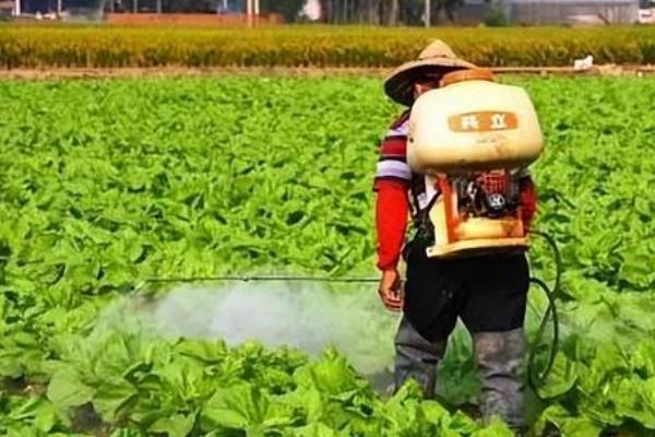 油麦菜的种植要点，定植时把株距保持在20厘米