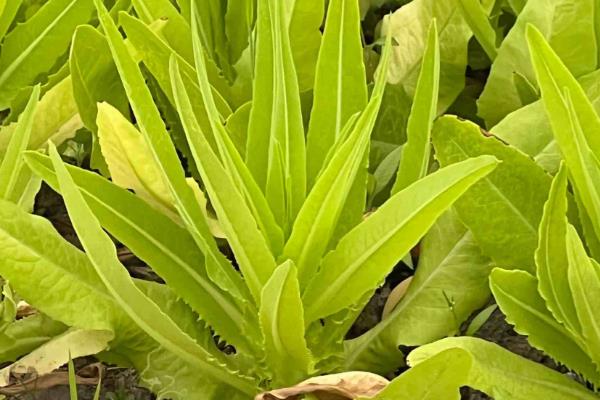 油麦菜的种植要点，定植时把株距保持在20厘米