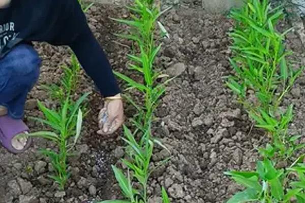 油麦菜的种植要点，定植时把株距保持在20厘米