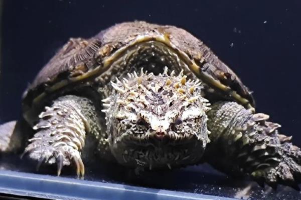 纯佛鳄龟与杂佛鳄龟有什么区别，前者背甲呈长椭圆形、后者背甲呈扇形