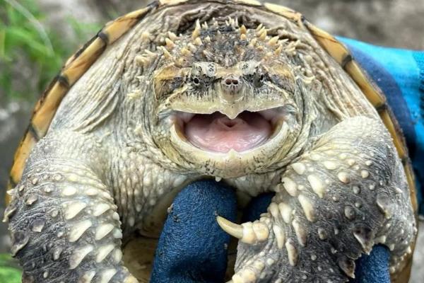 纯佛鳄龟与杂佛鳄龟有什么区别，前者背甲呈长椭圆形、后者背甲呈扇形