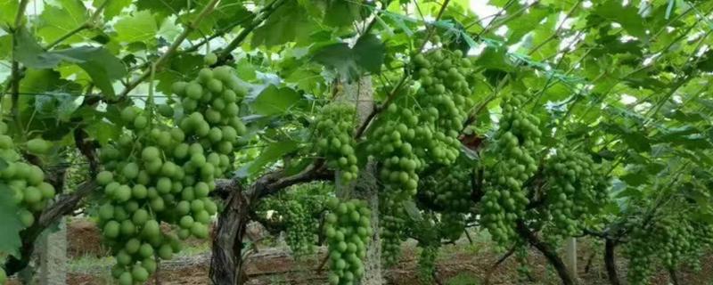 冰葡萄怎么种植，果实膨大期要追施腐熟的农家肥