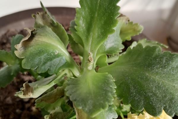 长寿花叶子发黄如何处理，过度浇水需放在通风处蒸发水分