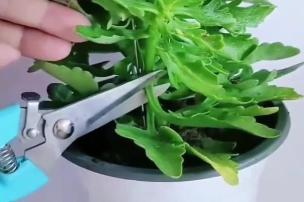 长寿花叶子发黄如何处理，过度浇水需放在通风处蒸发水分