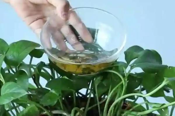 隔夜茶叶水可以浇花吗，适合浇杜鹃、茉莉等花卉