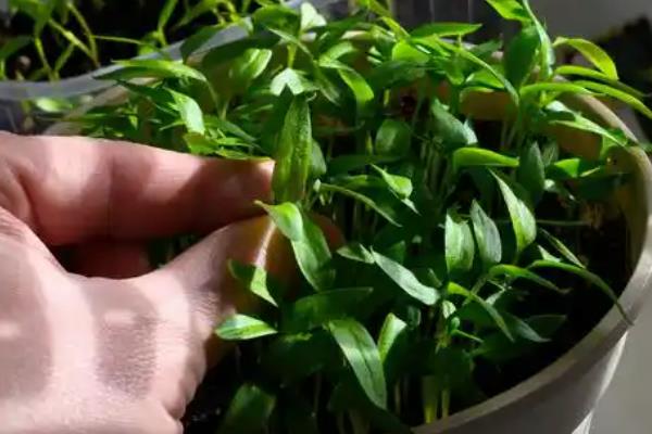 隔夜茶叶水可以浇花吗，适合浇杜鹃、茉莉等花卉