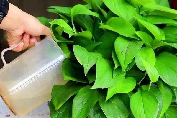 隔夜茶叶水可以浇花吗，适合浇杜鹃、茉莉等花卉