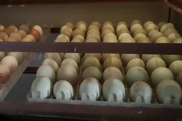 孵化机如何孵化小鸡，种蛋必须为受精蛋