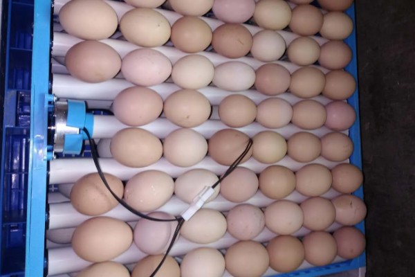 孵化机如何孵化小鸡，种蛋必须为受精蛋