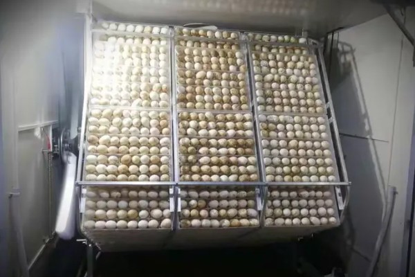 孵化机如何孵化小鸡，种蛋必须为受精蛋