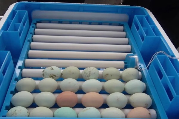 孵化机如何孵化小鸡，种蛋必须为受精蛋