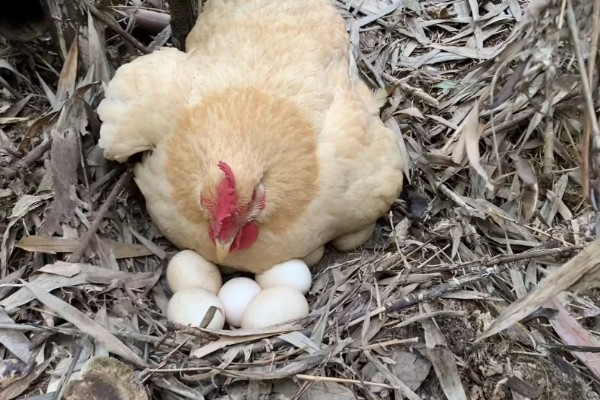 孵化机如何孵化小鸡，种蛋必须为受精蛋