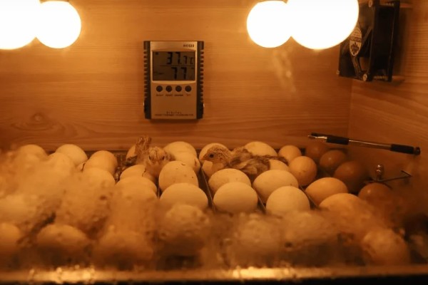 孵化机如何孵化小鸡，种蛋必须为受精蛋