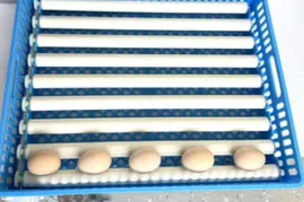 孵化机如何孵化小鸡，种蛋必须为受精蛋