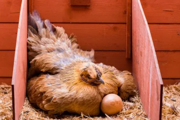 孵化机如何孵化小鸡，种蛋必须为受精蛋