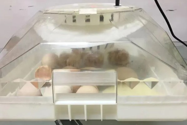 孵化机如何孵化小鸡，种蛋必须为受精蛋