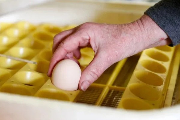 孵化机如何孵化小鸡，种蛋必须为受精蛋