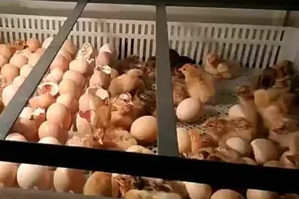 孵化机如何孵化小鸡，种蛋必须为受精蛋