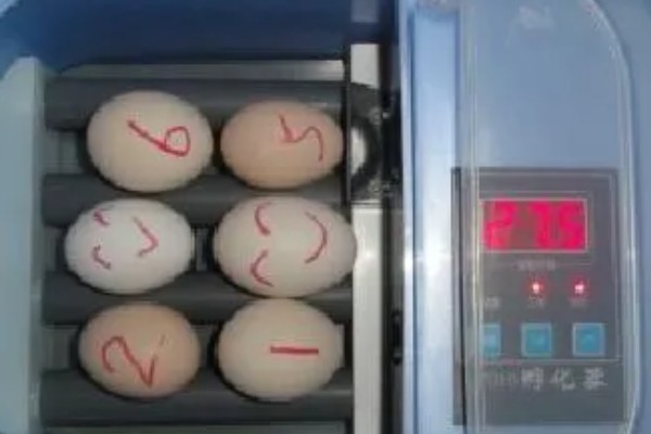 孵化机如何孵化小鸡，种蛋必须为受精蛋