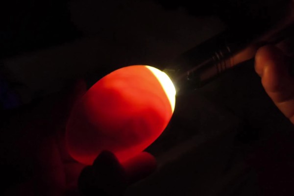 孵化机如何孵化小鸡，种蛋必须为受精蛋