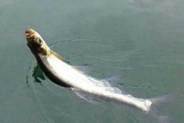 手竿钓翘嘴鱼的最佳水深，1到3米间