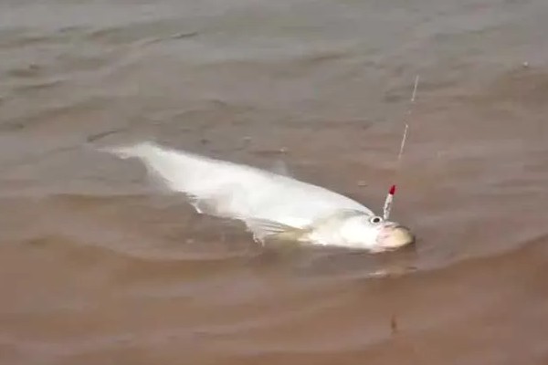 手竿钓翘嘴鱼的最佳水深，1到3米间