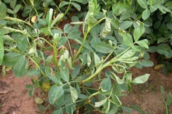 花生病毒病的类型，主要分为以下6种