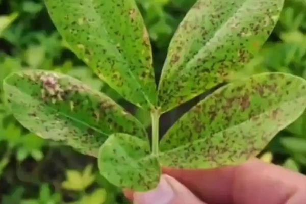 花生病毒病的类型，主要分为以下6种