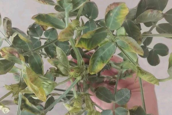 花生病毒病的类型，主要分为以下6种