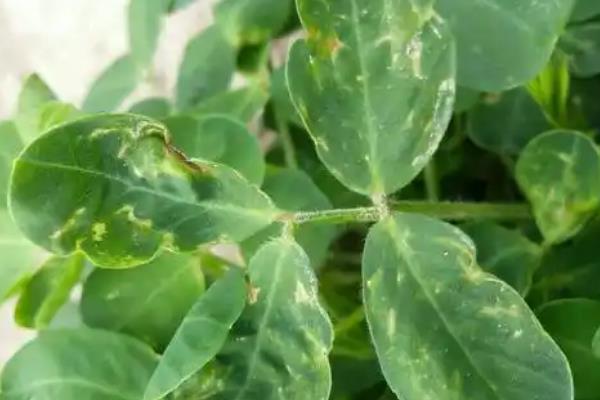 花生病毒病的类型，主要分为以下6种