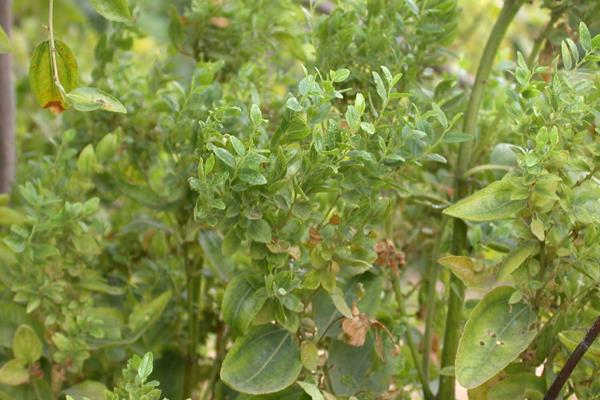 花生病毒病的类型，主要分为以下6种