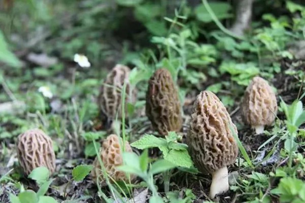 羊肚菌的介绍，菌盖的表面类似球的形状