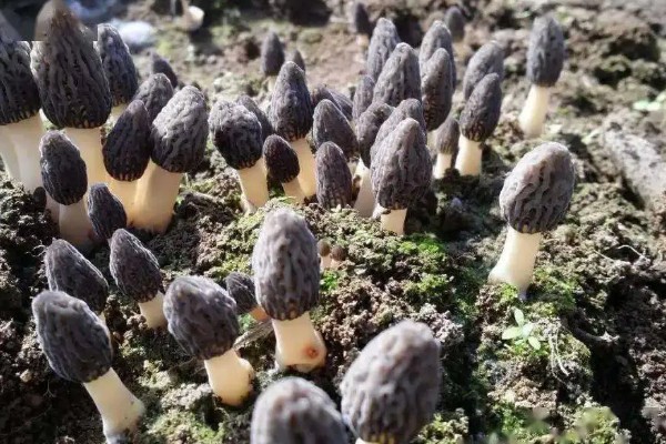 羊肚菌的介绍，菌盖的表面类似球的形状