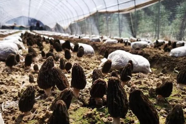 羊肚菌的介绍，菌盖的表面类似球的形状