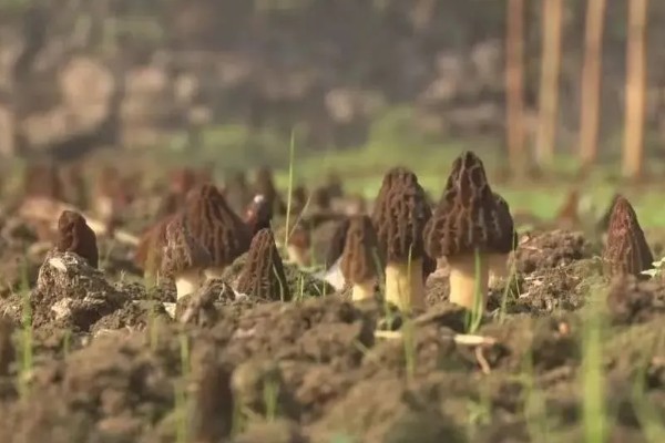 羊肚菌的介绍，菌盖的表面类似球的形状